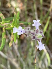 Salvia brandegeei