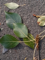 Populus simonii