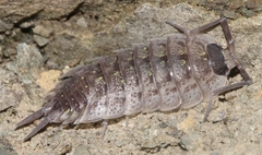 Porcellio violaceus