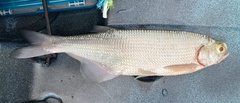 Hiodon alosoides