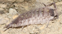 Porcellio violaceus
