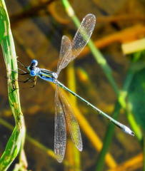 Lestes plagiatus