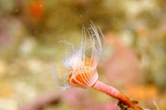 Tubulariidae