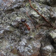 Atopomyrmex mocquerysi