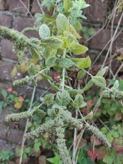 Mentha × rotundifolia