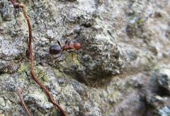 Atopomyrmex mocquerysi