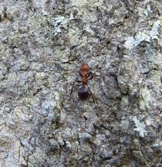 Atopomyrmex mocquerysi