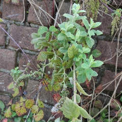 Mentha × rotundifolia