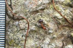 Atopomyrmex mocquerysi