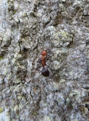 Atopomyrmex mocquerysi
