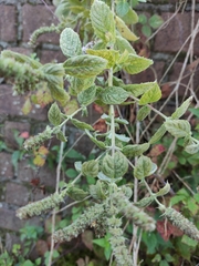 Mentha × rotundifolia