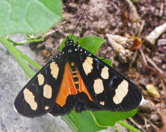 Heraclia africana