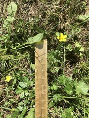 Potentilla inclinata