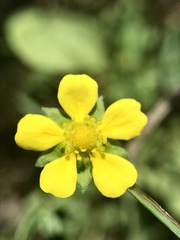 Potentilla inclinata
