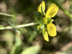 Potentilla inclinata