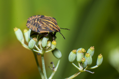 Graphosoma italicum italicum