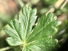 Potentilla inclinata