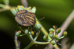 Graphosoma italicum italicum
