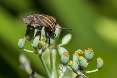 Graphosoma italicum italicum