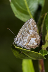 Cacyreus marshalli