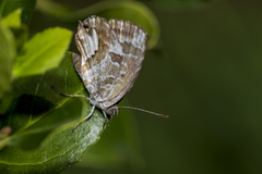 Cacyreus marshalli
