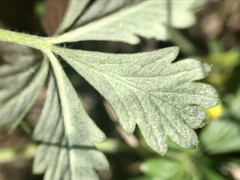 Potentilla inclinata