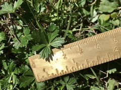 Potentilla inclinata