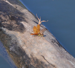 Perithemis tenera