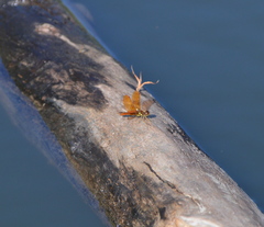 Perithemis tenera