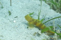 Cryptocentrus sericus