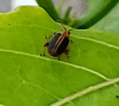 Heikertingeria clarki