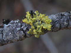 Vulpicida canadensis