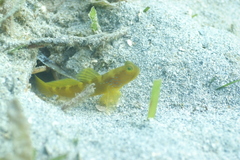 Cryptocentrus fasciatus