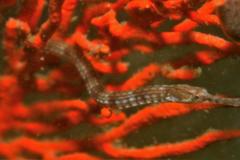 Syngnathus temminckii