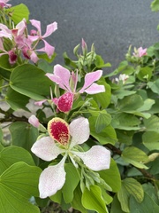 Bauhinia monandra image