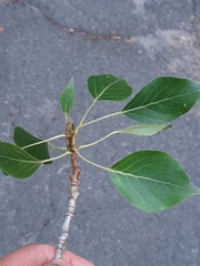 Populus simonii