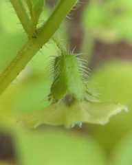 Physalis ampla