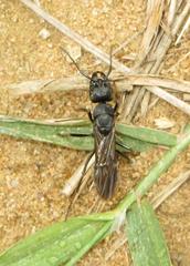 Paltothyreus tarsatus