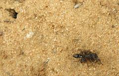 Paltothyreus tarsatus