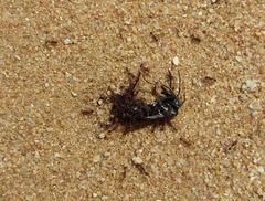 Paltothyreus tarsatus