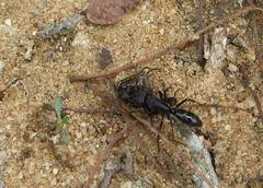 Paltothyreus tarsatus