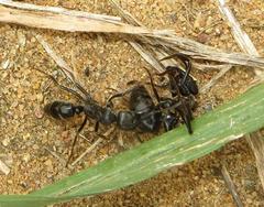 Paltothyreus tarsatus