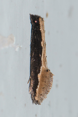 Pyloetis mimosae