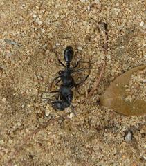 Paltothyreus tarsatus