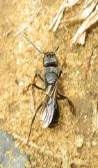 Paltothyreus tarsatus