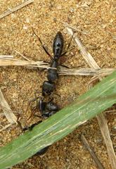 Paltothyreus tarsatus