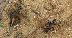 Paltothyreus tarsatus