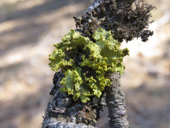 Vulpicida canadensis