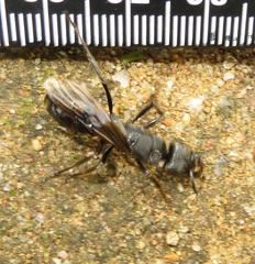 Paltothyreus tarsatus