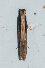 Pyloetis mimosae